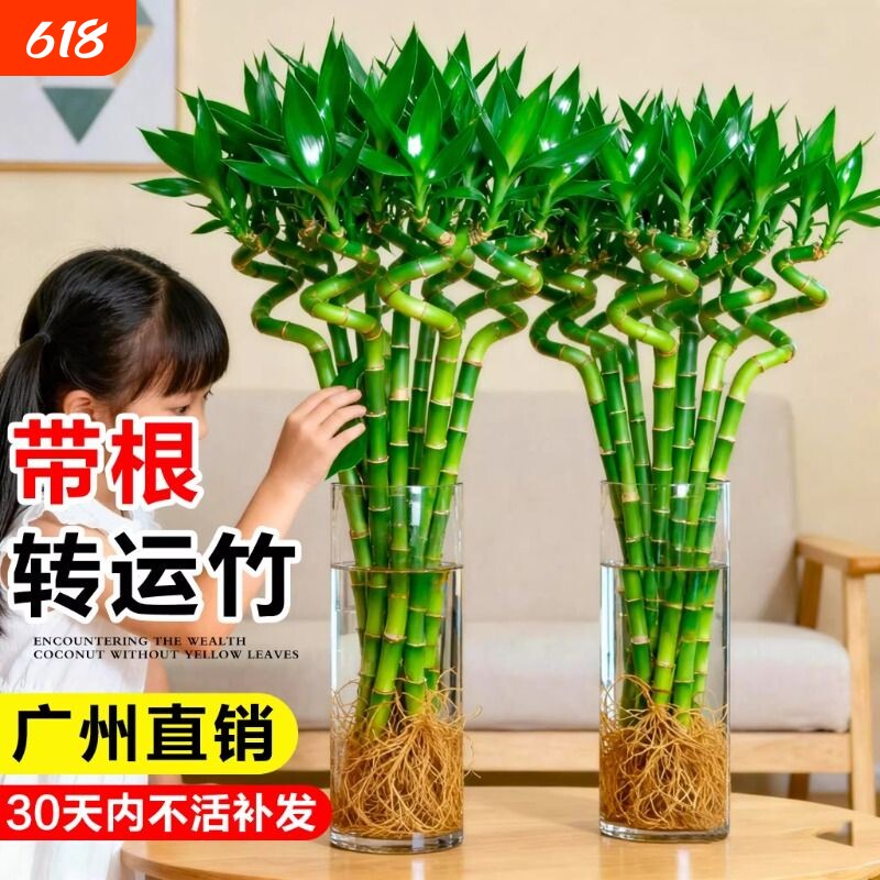转运竹富贵竹水培植物室内好养龙竹文昌竹客厅招财竹子盆栽粗杆