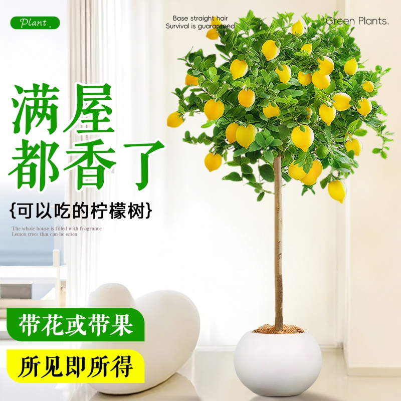 香水柠檬树带果大型盆栽