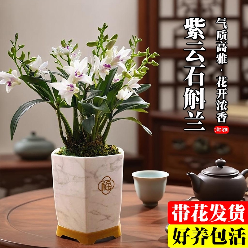紫云石斛兰带花苞|超1000次加购