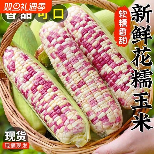广西农家花糯玉米9斤新鲜装
