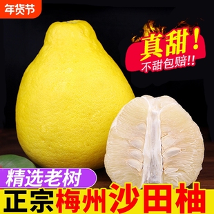 【纯甜精品果】正宗梅州沙田柚子柚子金柚白心肉当季新鲜孕妇水果