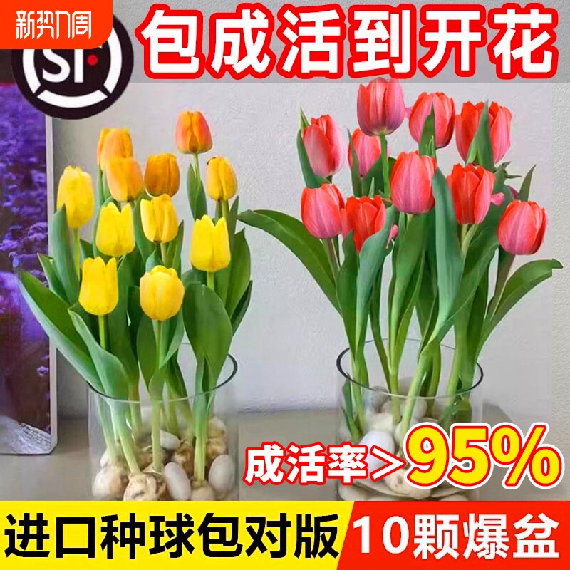 郁金香种球水培花卉盆栽植物室内外四季好养活土培进口种子耐寒