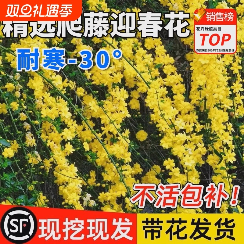 迎春花树苗带花苞报春花盆景连翘大盆栽阳台庭院爬藤耐寒花卉植物