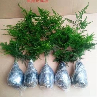 文竹苗绿植盆景四季 常青包活好养发财树绿萝室内外花卉盆栽阳台