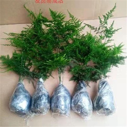 文竹苗绿植盆景四季常青包活好养发财树绿萝室内外花卉盆栽阳台