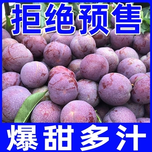 现摘李子钱排三华李新鲜水果红心李红肉脆李孕妇水果大果产地时令