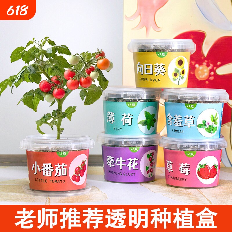 儿童种植小盆栽向日葵太阳花种子迷你植物幼儿园作业趣味小礼物