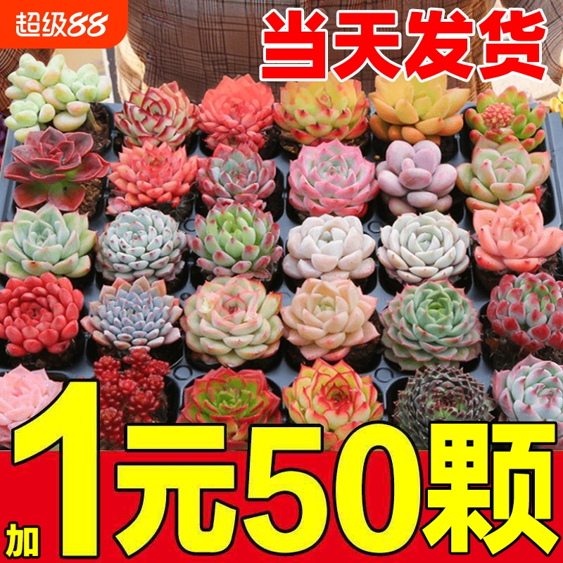 多肉，我们不靠宣传，只靠价格