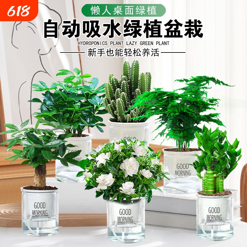 绿萝盆栽室内客厅除甲醛好养活花卉发财树水培植物白掌开花文竹