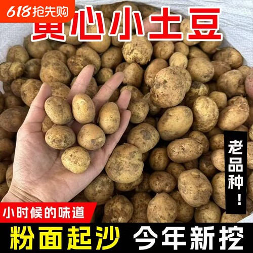 黄心土豆小土豆新鲜黄皮黄心