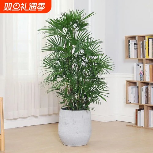 优选棕竹盆栽大型绿植办q公室内客厅观叶植物落地盆景耐寒四季好.