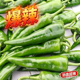 安徽宿松新鲜嫩皮薄香辣椒特辣产地现摘达农家下饭菜青椒