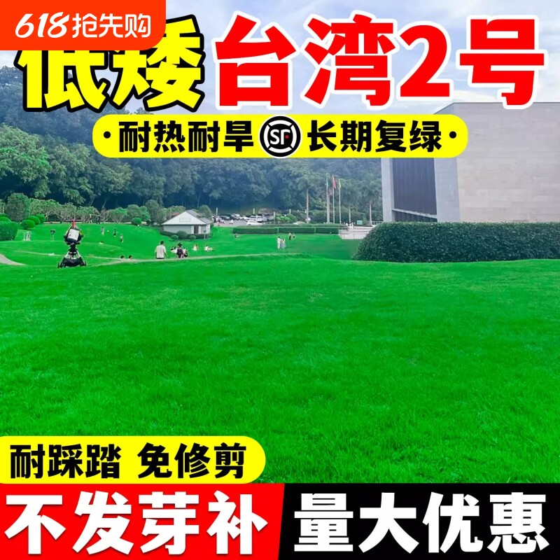 台湾二号草籽草坪种子结缕草矮生四季青庭院别墅工程绿化耐寒草种