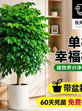 单杆幸福树盆栽室内客厅大型绿植净化空气绿宝除甲醛植物大气耐阴