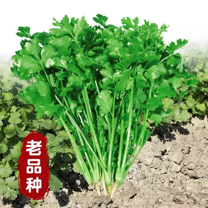 大叶香菜种子四季种植蔬菜种子菜籽秋冬阳台花盆菜孑水果茼蒿庭院