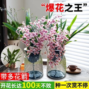 3色香水文心兰水培带花梦香兰花室内办公室好养花卉盆栽绿植客厅