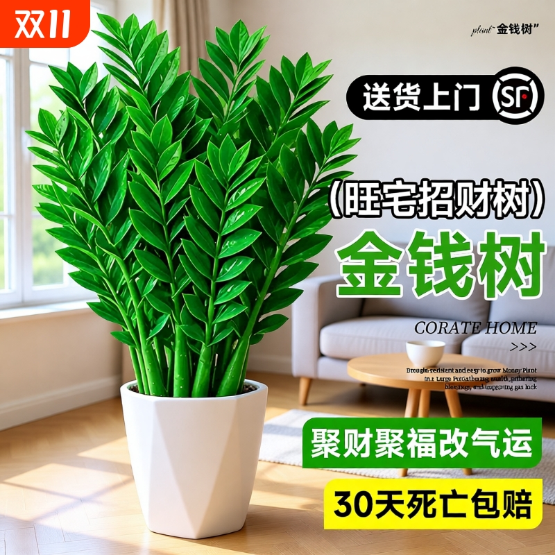 办公室内大型好养绿植旺宅树乔迁