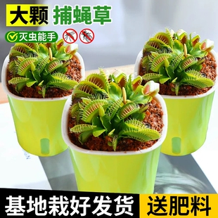 超大捕蝇草盆栽猪笼草食虫水培植物茅膏菜驱蚊绿植捕虫草趣味绿植