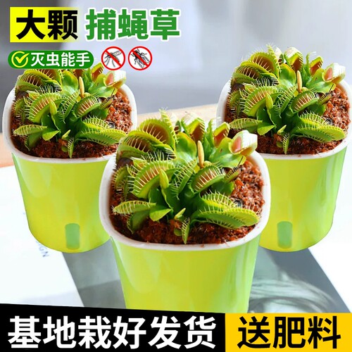 捕蝇草猪笼草盆栽大夹子食虫植物