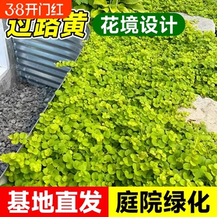 金叶过路黄盆栽黄金串地被趴地匍匐垂吊植物观叶耐寒耐热花境庭院