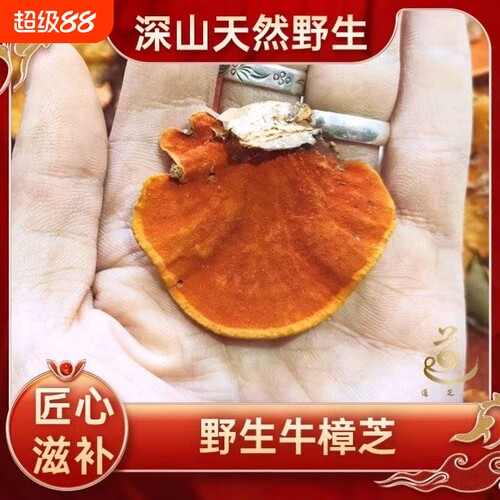 牛樟芝正品纯野生纯天然红灵芝野生牛樟芝中药材特级牛樟芝台湾