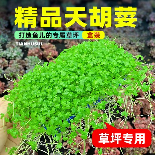 天胡荽水草网片|342人收藏