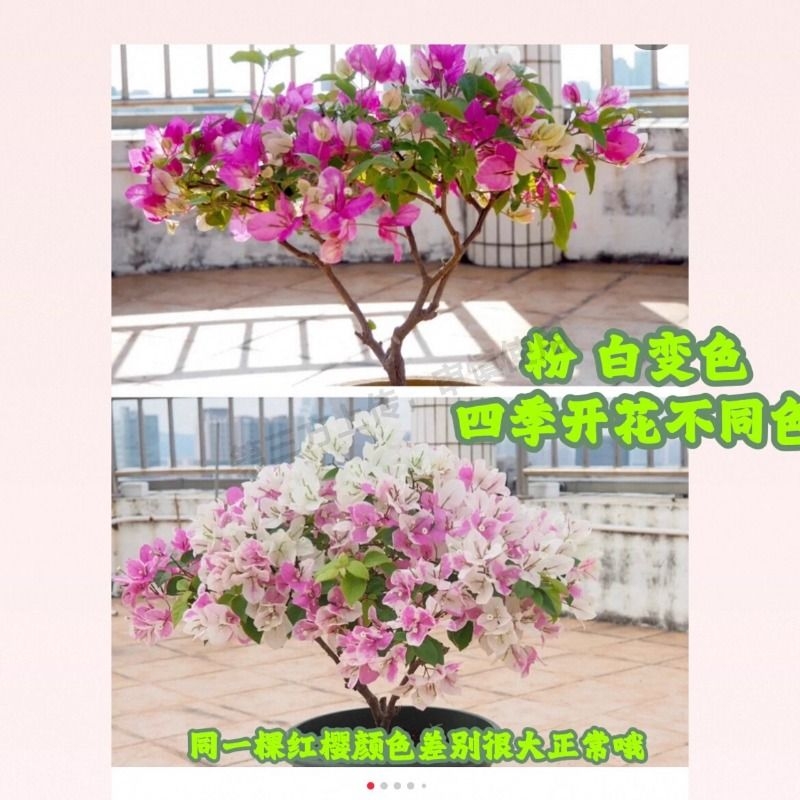 重瓣三角梅盆栽大苗带花老桩室内外爬藤植物红梅花卉四季开花好养