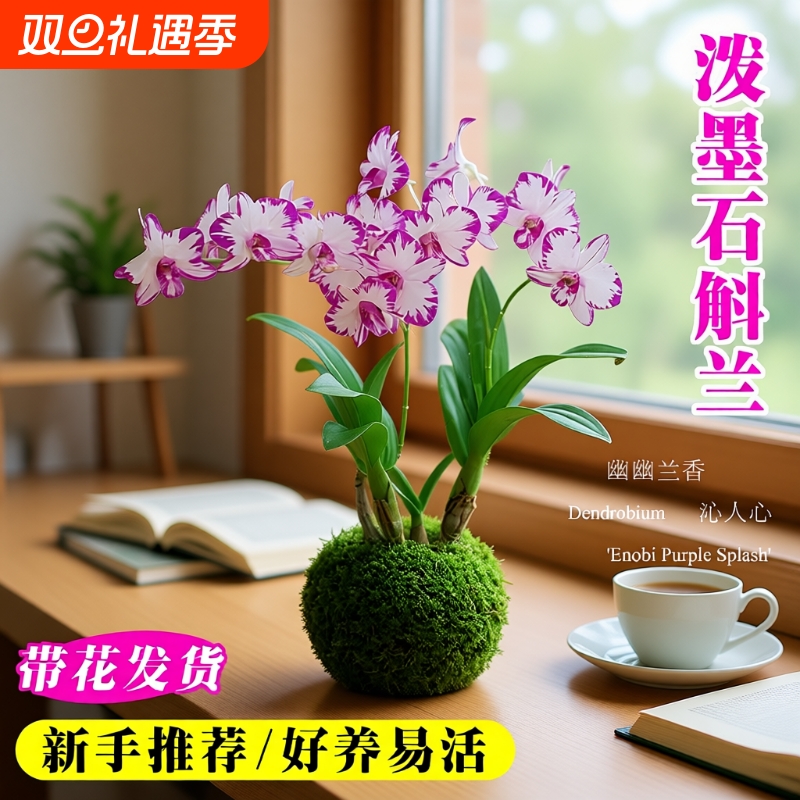 现带花苞名贵白泼墨秋石斛兰花苗室内好养水培盆栽花卉绿植香水