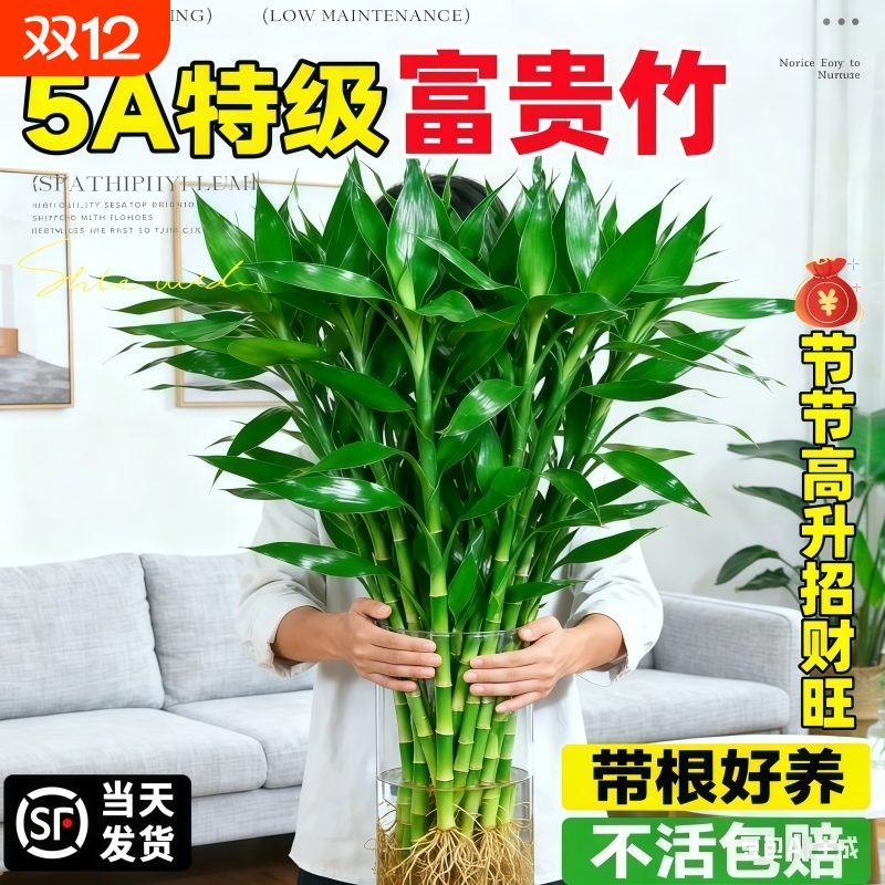 富贵竹水培植物水养龙竹带根客厅绿植招财文昌竹盆栽室内好养阳台