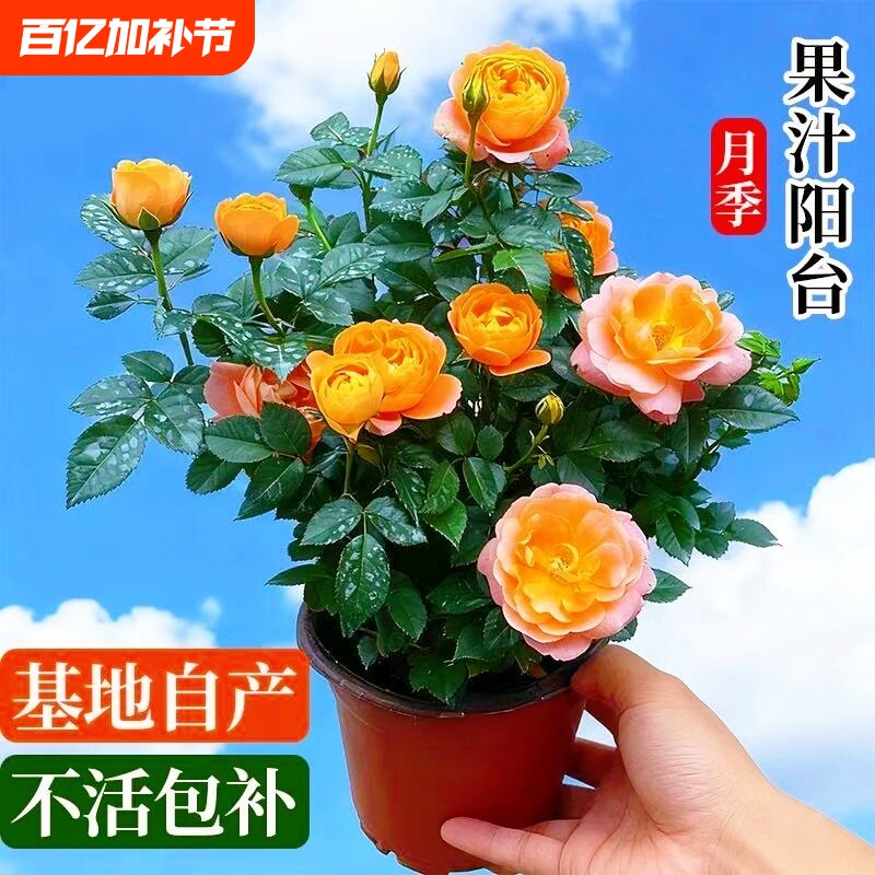 果汁阳台月季花花卉室内四季开花特大盆栽玫瑰灌木树苗玫瑰花植物
