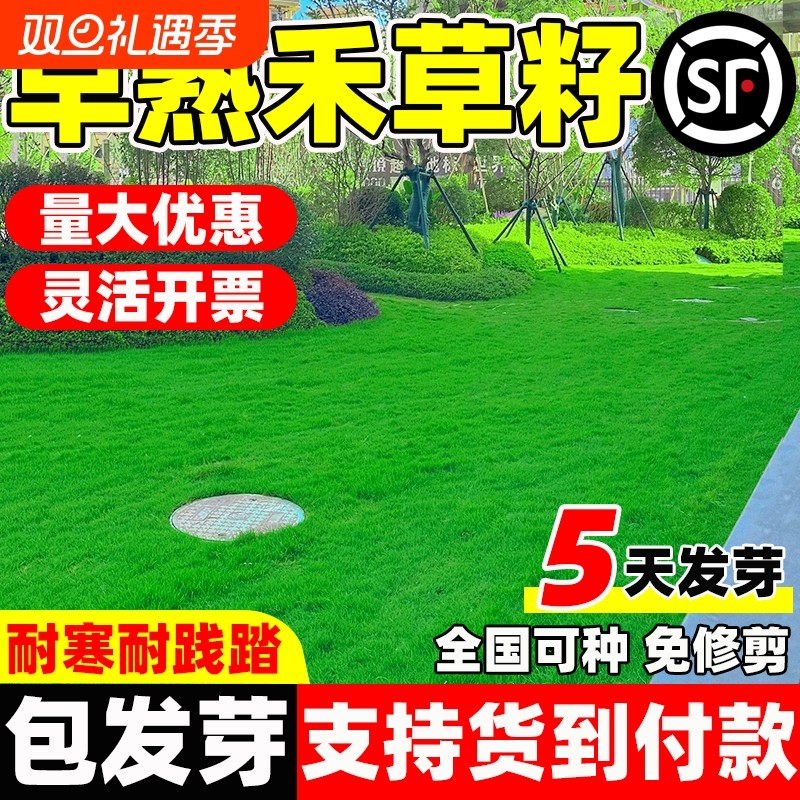 早熟禾草籽四季常青低矮庭院公园民宿露营绿化小区耐践踏草坪种子