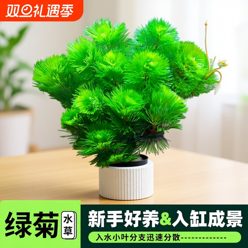 绿菊水草植物活净水真草鱼缸水草造景阴性草缸新手中后景懒人套餐