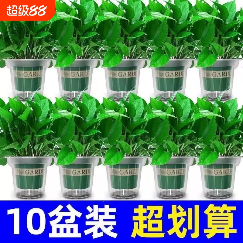 绿萝盆栽净化空气|270人收藏
