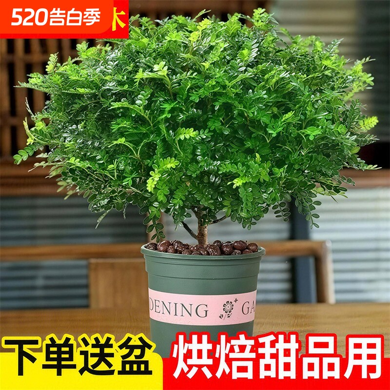 清香木盆栽胡椒木大苗驱蚊虫草净化空气老桩盆景九里香绿植办公桌