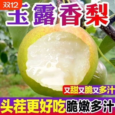 正宗山西玉露香梨脆甜多汁隰县雨露香梨子当季新鲜送礼品脆甜皮薄