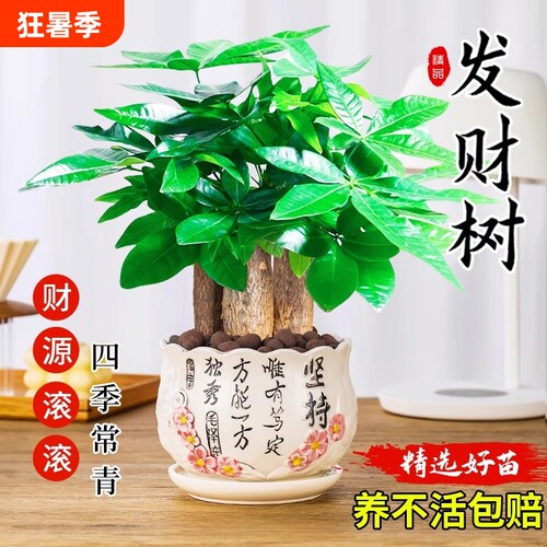 发财树小盆栽绿植盆景水培植物室内绿萝文竹四季好养花卉招财客厅