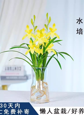 水培香水兰花苗黄色花浓香型植物冬季带花苞净化空气客厅桌面花期
