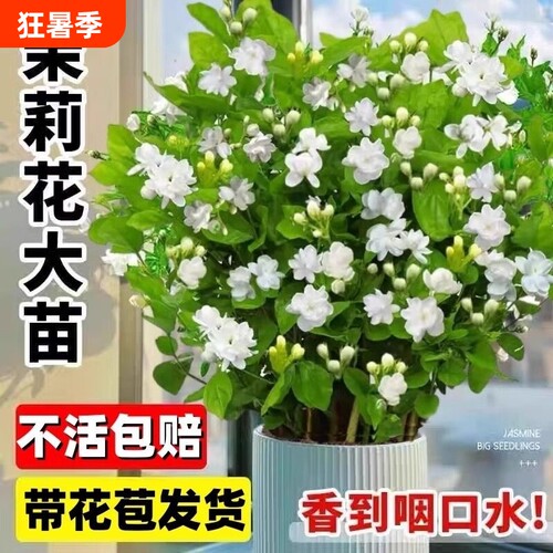重瓣茉莉花苗盆栽带花苞栀子花水培九里香老桩植物四季客厅鲜花