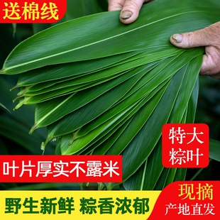 粽叶新鲜粽子叶大号真空家用商用竹叶包粽子专用粽叶干特大非芦苇