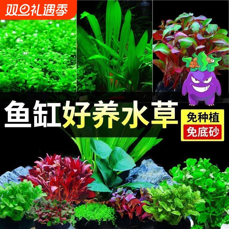 水草植物鱼缸真草造景生态全套摆件养鱼增氧铺底阴性水培净化绿植