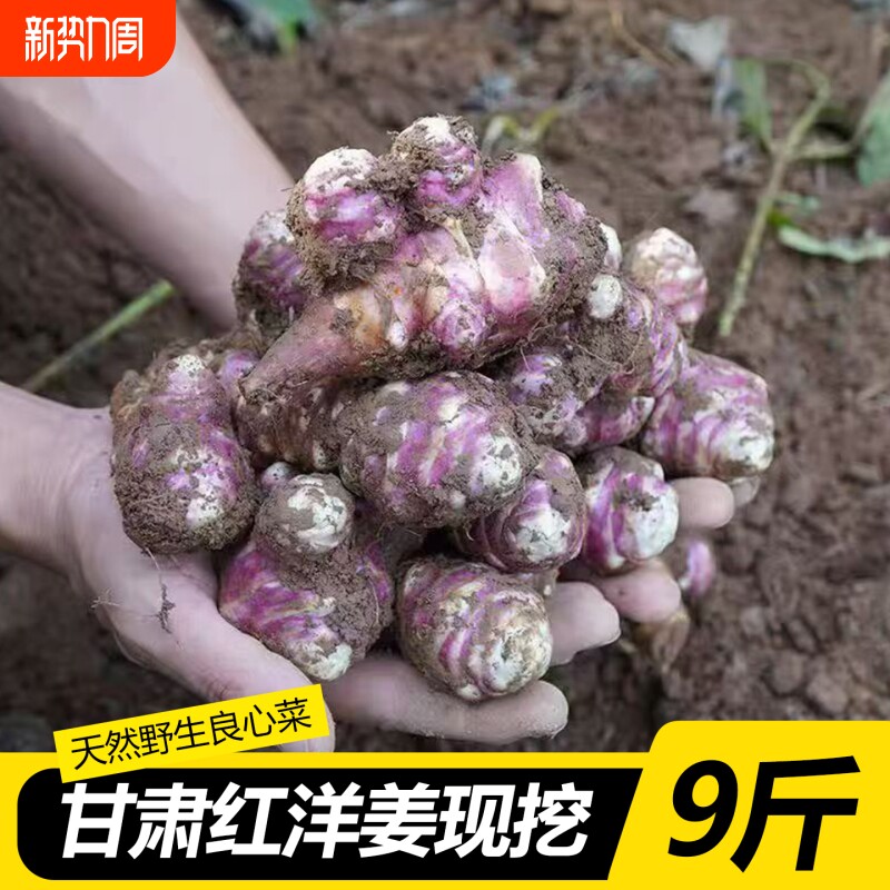 甘肃高原洋姜鬼子姜新鲜现挖野生不辣菊芋农家蔬菜酱腌泡番菜种子