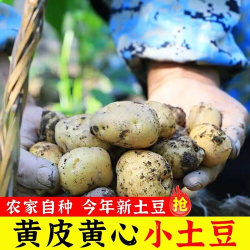 恩施迷你小土豆黄心洋芋