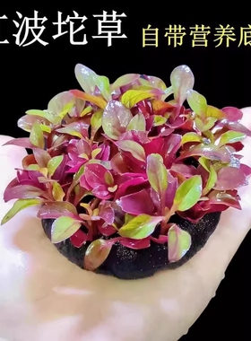 红波坨草营养底座鱼缸沉底水草绿波红色好养活新手淡水草阳台水培