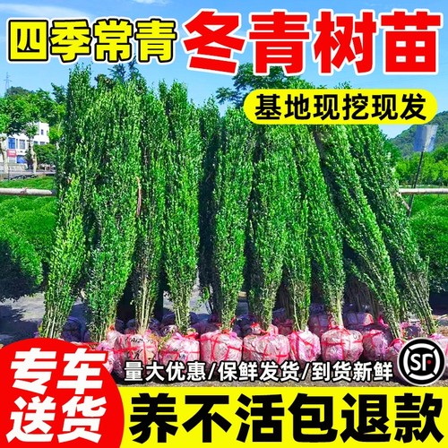冬青树苗法国北海道黄杨四季常青直立篱笆墙庭院围墙植物耐寒绿篱