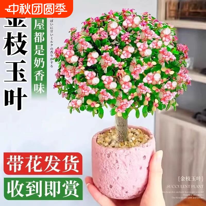 金枝玉叶盆栽造型多肉雅乐之舞老桩室内小盆景植物好养客厅办公室图片