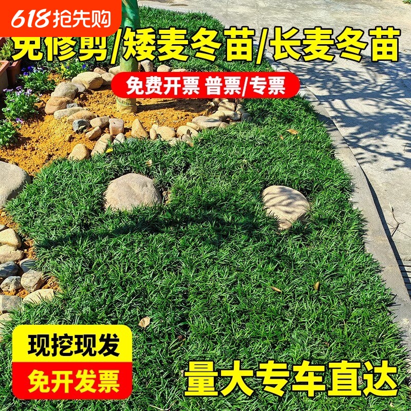 麦冬草苗玉龙草籽日本矮麦冬草苗细叶麦冬籽四季常青庭院绿化种子