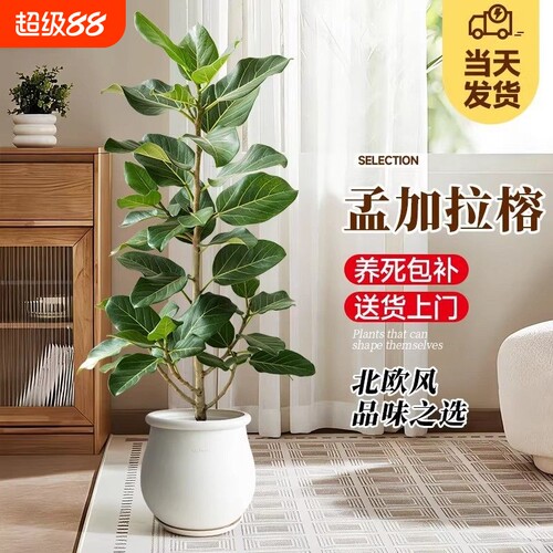 真榕大型仿真绿色植物盆栽高端假树D植物室内客厅玄关落地装饰花