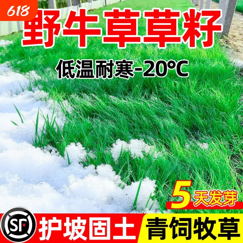 野牛草草籽护坡固土四季常青青饲牧草耐寒耐旱草坪草种籽草种子