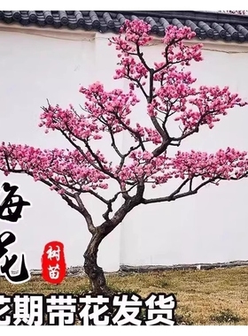 梅花树苗庭院盆栽室外耐寒冬梅红梅腊梅地栽盆景四季花卉植物种植