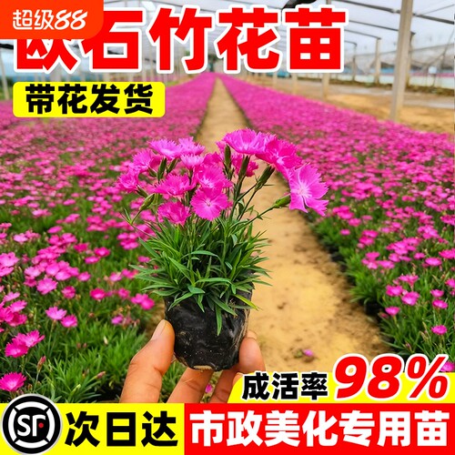 欧石竹花苗开花草坪耐寒耐旱庭院绿化四季常绿多年生宿根花卉阳台